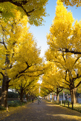 Fototapeta premium 明治神宮外苑 イチョウ並木