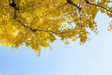 明治神宮外苑 イチョウ並木