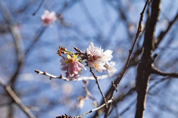 Cerasus subhirtella in Hitachi laboratory garden