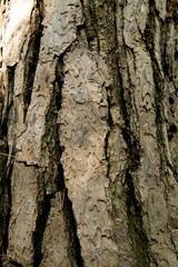 Pine's Bark in Hitachi laboratory garden