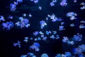 Fototapeta na wymiar many blue jellyfishes - spotted jellyfish