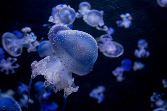 many blue jellyfishes - spotted jellyfish