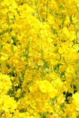 菜の花