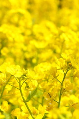 菜の花