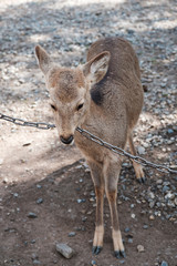 鎖を舐める鹿