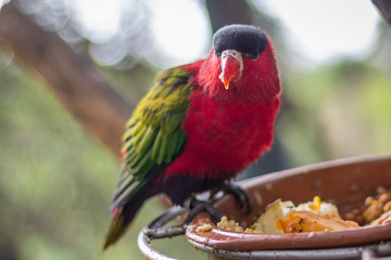 red bird with green wings and red spout