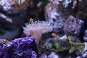 Obraz premium boxfish and clownfishes in aquarium , sealife