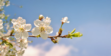 Cherry blossom. Spring flowers background. Cherry blooming tree on blue sky 