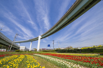チューリップ畑とランプ橋