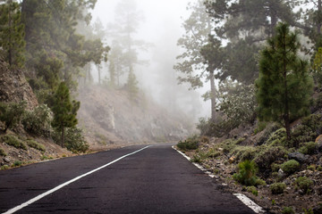 Fototapeta na wymiar empty road in foggy forest landscape -