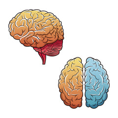human brains top view and side vector illustration eps 10