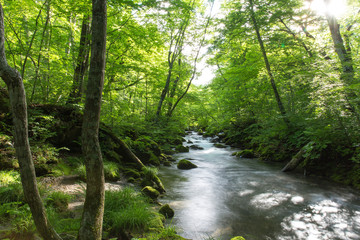 奥入瀬渓流