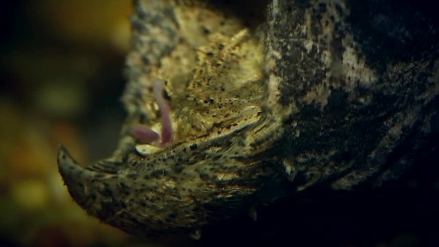 An Endangered Alligator Snapping Turtle (Macrochelys temminckii) uses a specialized worm-like lure in its mouth to catch fish drawn to the wriggling movements. Ambush predators and camouflage.