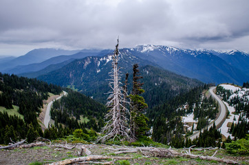 Dead tree with Hurricane Ridge road in background