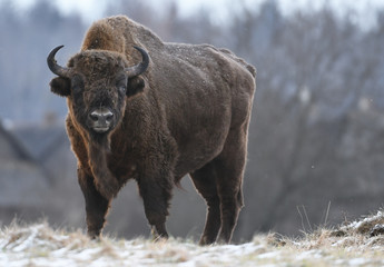 European bison (Bison bonasus) - obrazy, fototapety, plakaty