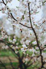 Spring. Flowering apricot tree in Japan. Close-up.