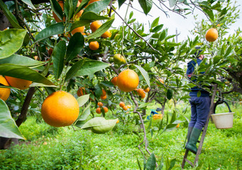 Orange harvest time: closeup view of tarocco oranges on tree and a picker in the background