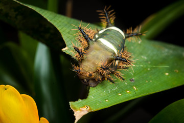 Oruga ensillada