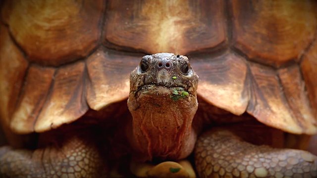 Angonoka or Ploughshare tortoise in Madagascar. This is the most critically endangered tortoise in the world (~500 left in the wild). Extinction predicted in 10 years. Zoology, Biology, Herpetology.
