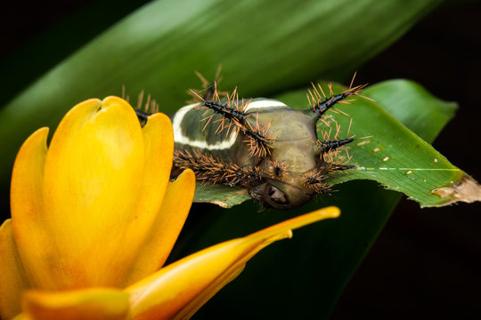Oruga ensillada