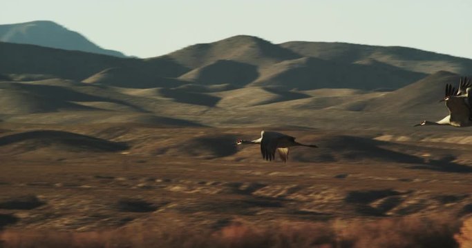 Slow motion, flock of Sandhill Crane fly in Bosque del Apache Wildlife Refuge