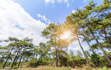 Fototapeta na wymiar pine forest with white cloudy and blue sky
