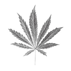 Vector illustration of dotted Cannabis sativa leaf