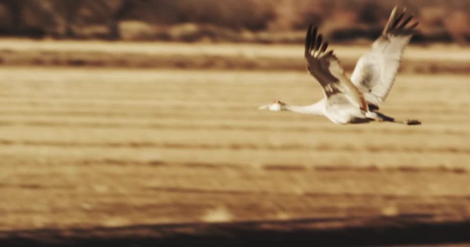 Snow Geese and Sandhill Cranes Flying, Slow-Motion