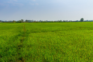 Thai agriculture
