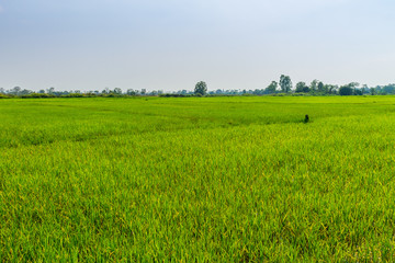 Fototapeta premium Thai agriculture