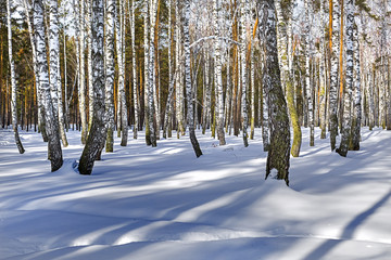 Birch grove in winter. Siberia, Russia