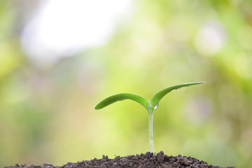 tree growing