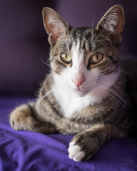 Adorable Closeup Cat Portrait on the Couch