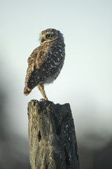 Burrowing owl perched on post