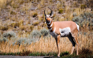 Pronghorn