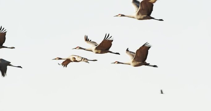 Flock of Sandhill Cranes, Slow-Motion