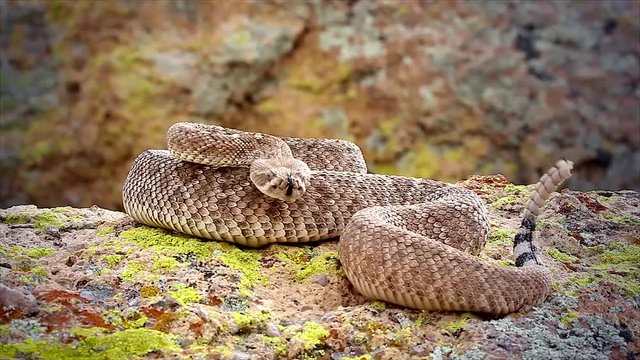 A deadly Western Diamondback Rattlesnake (Crotalus atrox) in Arizona, USA. Snake rattles loudly, extends forked tongue, and takes on defensive posturing. Beautiful footage from natural habitat.