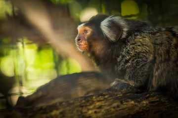 Marmoset momkey small is cute funny on nature background