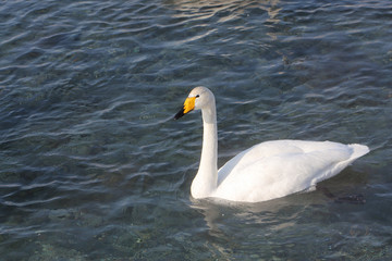 Whooper swan swimming in the lake, Altai, Russia