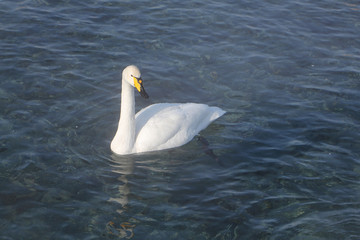 Obraz premium Whooper swan swimming in the lake, Altai, Russia