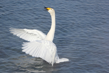 Whooper swan swimming in the lake, Altai, Russia
