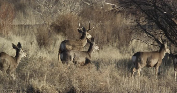 Small herd of deer prance across field, slow motion