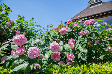 rose blossom in garden