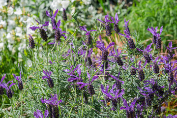 beautiful flowers in garden