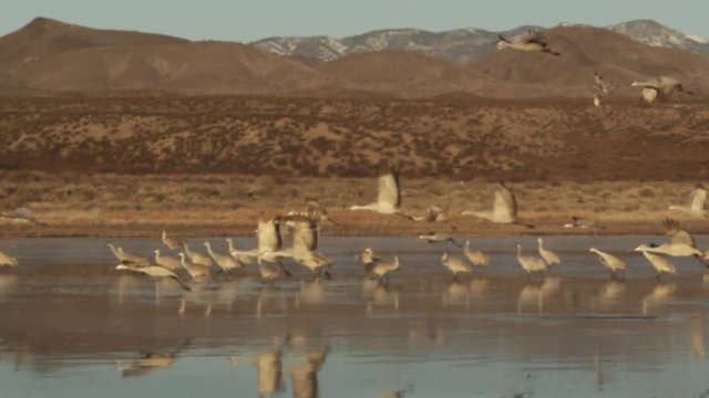 Flock of sandhill cranes fly away from pond at dusk, slow motion