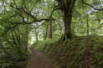 Obraz premium Scotland