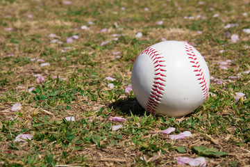 野球のボール