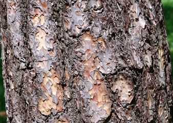 Bark