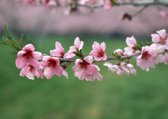 Flower of Peach