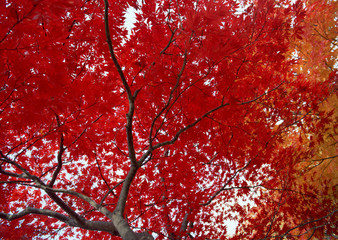 Colored Leaves